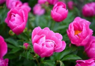 娱乐吃瓜酱洋桔梗,揭秘明星背后的花絮故事