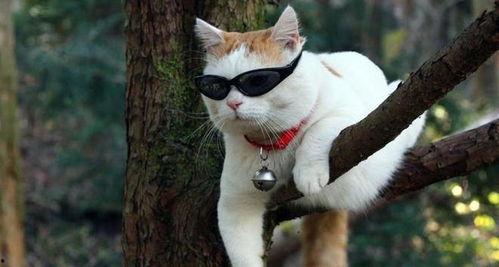 娱乐猫吃瓜记,揭秘娱乐圈幕后风云