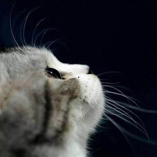 娱乐吃瓜君七七猫咪,娱乐吃瓜君的萌宠日常